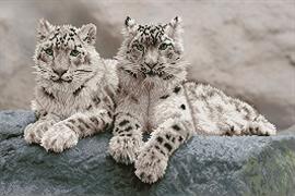 Snow Leopards, 50 x 75cm